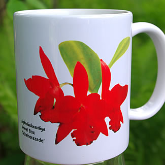 mug DS-008 SLC Scheherezade 7027.jpg